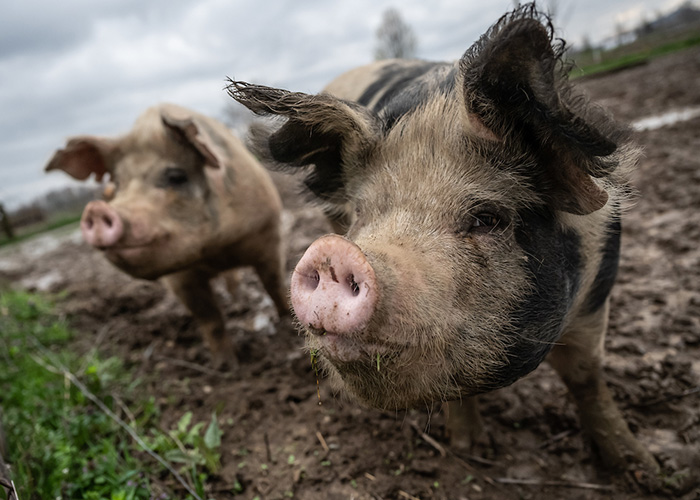Hogs on the farm
