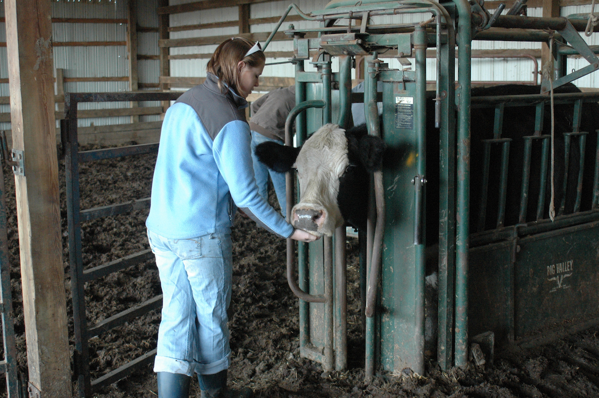 Student working with cattle