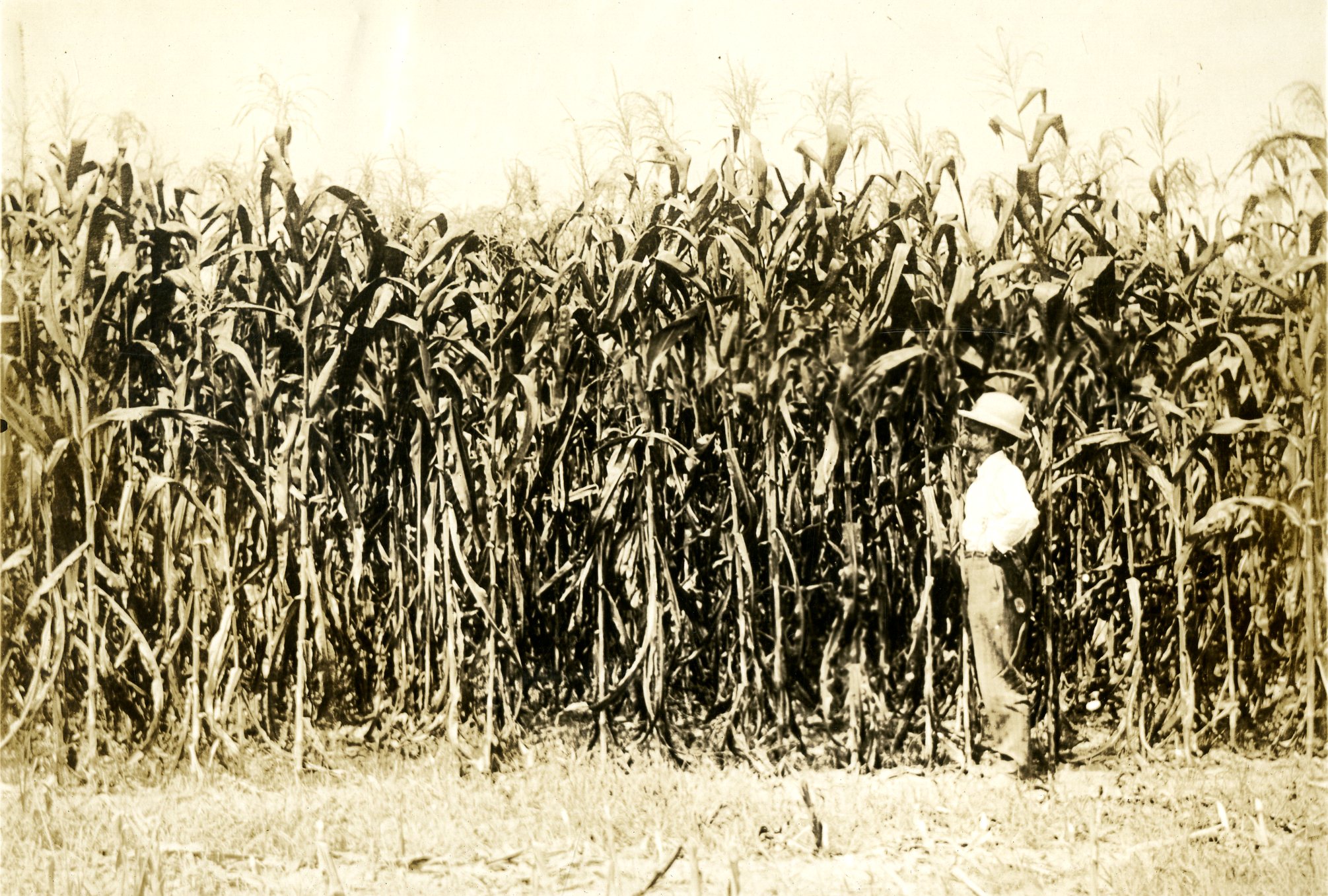 Student standing alongside corn fields