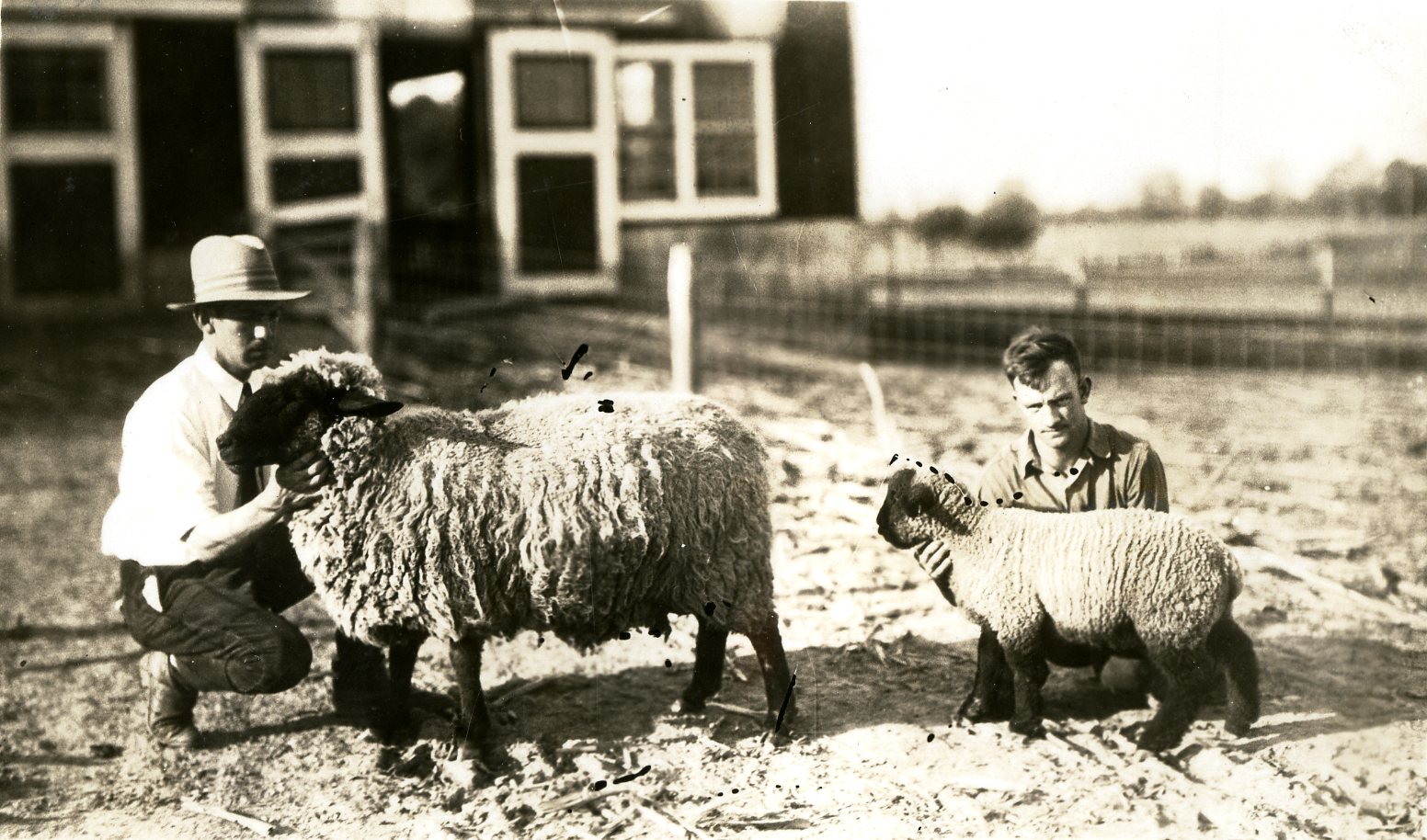 Two students on the Farm with an adult sheep and one ewe