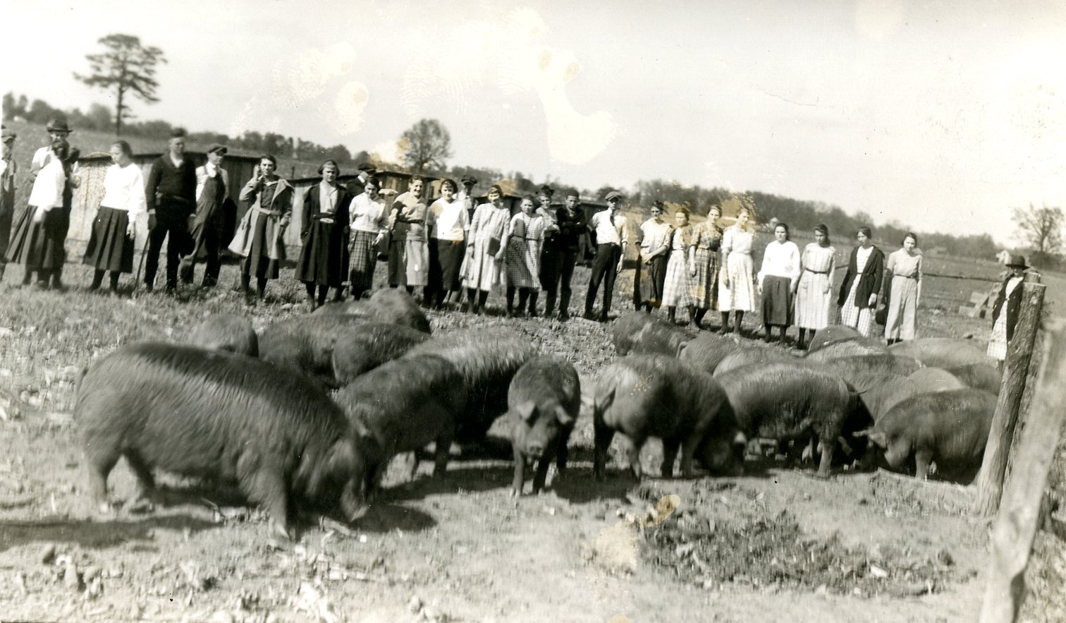 A group of people outside observing hogs on the Farm