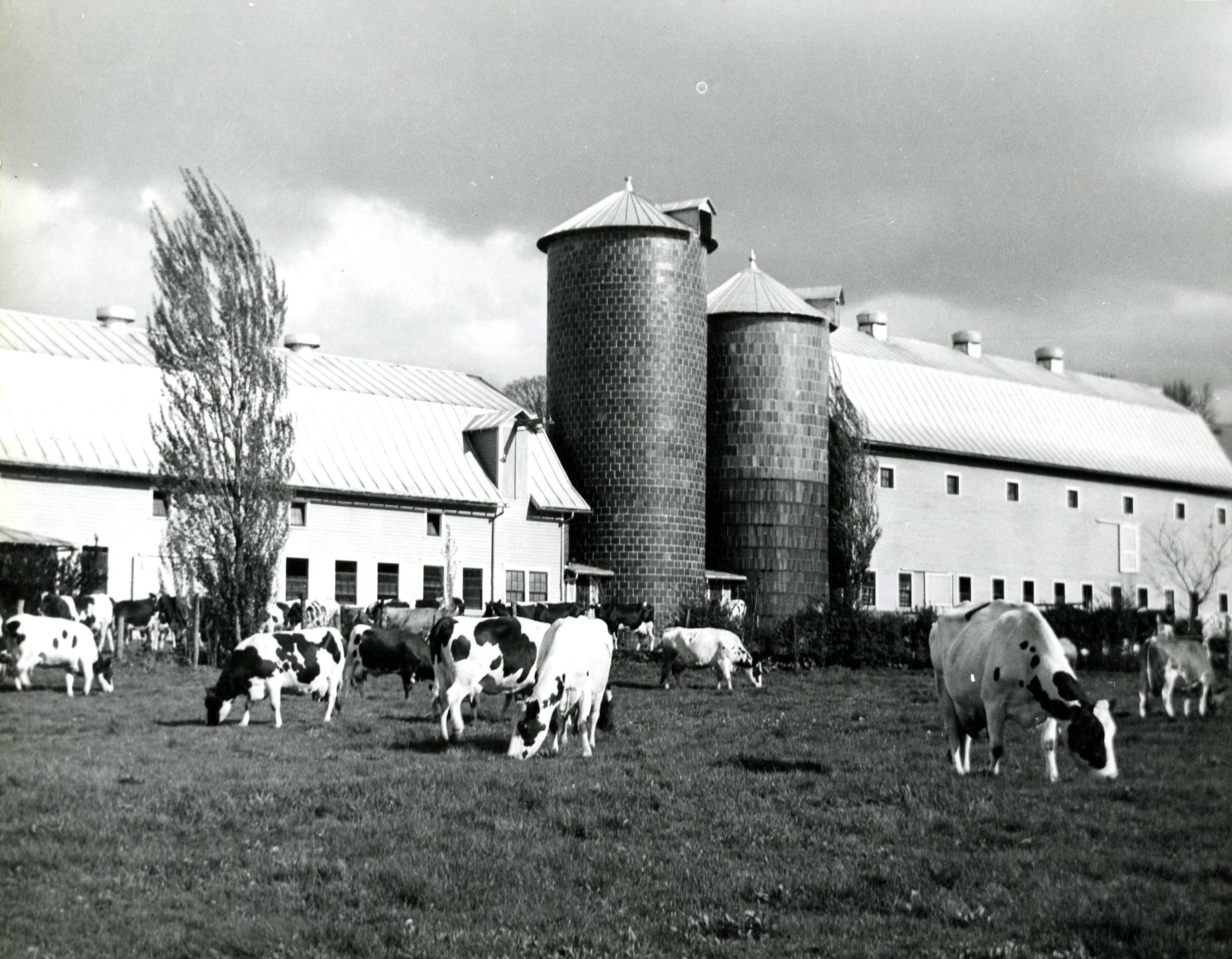 Dairy cows in front of a barn