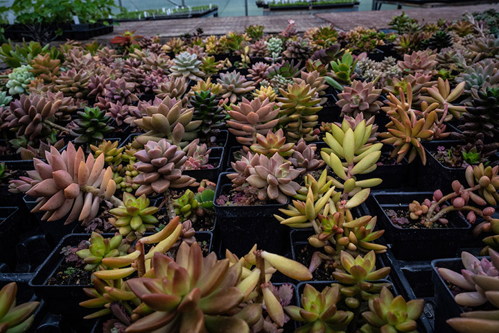 Variety of greenhouse succulents