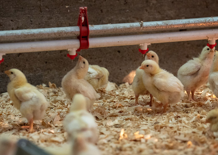 Chicks at the poultry farm