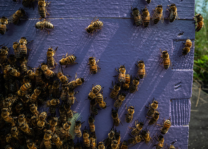 Bees on side of beehive