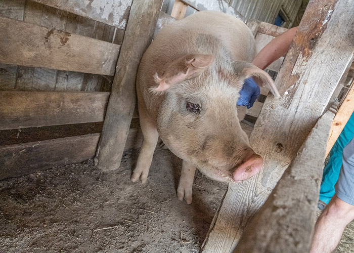 Hog inside of a barn