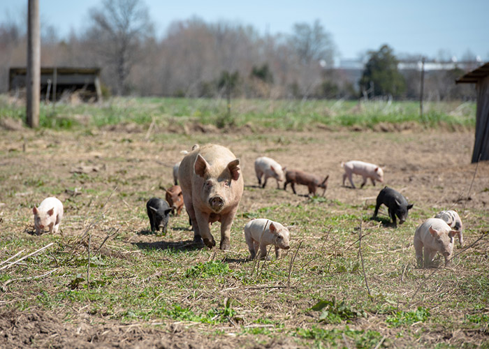 Hogs and piglets on the farm